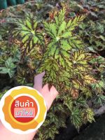 ไม้ฟอกอากาศบีโกเนีย Begonia  กระถาง 6นิ้ว ต้นไม้ลดมลพิษในอากาศ ไม้ดอกไม้ประดับ อายุหลายสิบปี