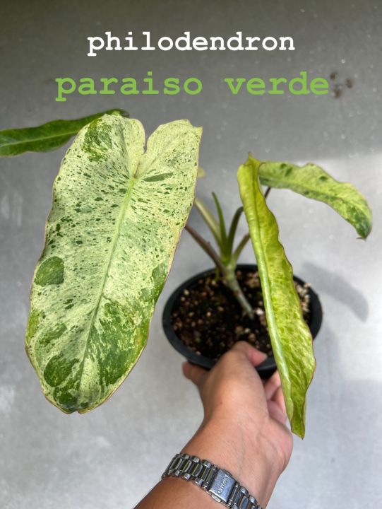 philodendron-paraiso-verde-พาไรโซ่-ต้นโตสวยๆ