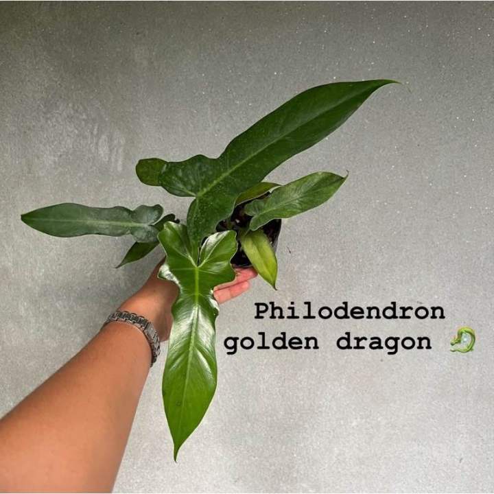 philodendron-golden-dragon-ฟิโลเดนดรอนโกลเด้นดราก้อน-พลูจีบ