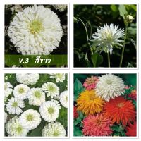 เมล็ดพันธุ์ ดอกบานชื่น แคคตัส สีขาว (Zinnia Cactus elegans) บรรจุ 60เมล็ด