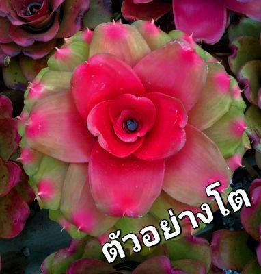 สับปะรดสี Neo.Honour Bright #กุหลาบส้ม #ไม้จัดสวน #ไม้ตกแต่งสวยสวยงาม  ส่งแบบถอดราก