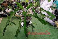 Philodendron longilobatum lelano miyano ไม้แรร์ไอเทม