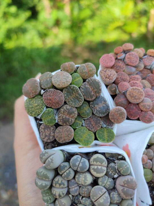 lithops-ไลทอปแบบก้อนติดดิน-ขนาดรวมประมาณ5ซม