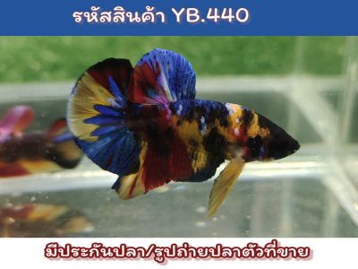 ปลากัดนีโม่กาแล็คซี่ เพศผู้ พร้อมรัด ขนาด1.4-1.5 นิ้ว