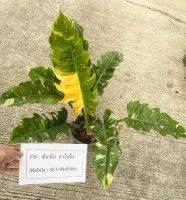 ใบเลื่อยด่าง ฟอร์มใหญ่ Philodendron ring of fire variegated ?ต้นที่ส่ง คือ ต้นในรูป?รับประกันความเสียหายจากการขนส่ง