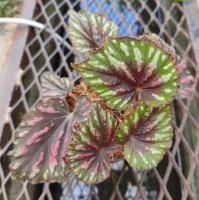 บีโกเนีย Begonia หลากหลายสายพันธ์ุ ราคาถูก