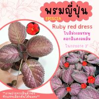 พรมญี่ปุ่น "รูบี้ เรด เดรส" (Ruby red dress) ดอกสีเเดง ใบสีม่วงชมพูอมน้ำตาลเงามัน สวยมาก ค่าส่งถูก