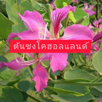 ต้นชงโคฮอลแลนด์