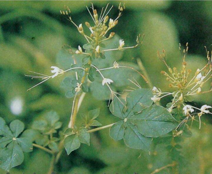 ผักเสี้ยน-เมล็ดพันธุ์ผักเสี้ยน-wild-spider-flower-seeds-บรรจุ