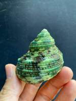 หอยสังข์เขียว บ้านของปูเสฉวน Green Turben Conch Natural Real Sea Shell