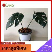 Uland มอนเตอร่าไทยคอน monstera thai constellation ต้นไม้ด่าง ฟอกอากาศ ประดับตกแต่งสวยงาม