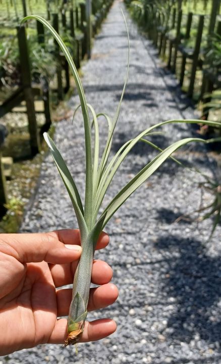 tillandsia-balbisiana-ไม้รากอากาศทรงสวย