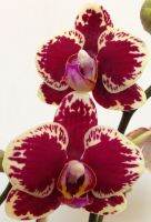 ฟาแลนนอป(Phalaenopsis Orchid) ??ยอดนิยม??จัดส่งทั้งกระถางสีดอกตามภาพ