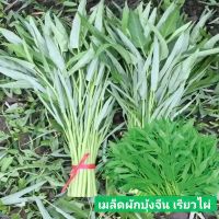 5แถม1เมล็ดพันธุ์ผักบุ้งจีน เรียวไผ่ คัดพิเศษ 20กรัม เมล็ดพันธุ์ผักบุ้งจีน ต้นอวบใหญ่ ปลูกง่าย อายุการเก็บเกี่ยวสั้น อัตราการงอกสูง