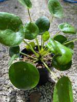 Pilea peperomioides กระถาง 4นิ้ว