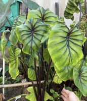 ต้นไม้สวยๆ ราคาถูก ? Colocasia Pharaohs Mask หรือ "โคโลคาเซียหน้ากากฟาโรห์"( ความสูง25-30ซม. ) จัดส่งแบบกระถาง4 นิ้ว ? เป็นบอนนอกหรือบอนนำเข้า เป็นพืชเขตร้อนเหมาะสำหรับบ้านเรา น้องเลี้ยงง่ายและโตไว.