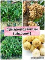 ต้นลองกองตันหยง เสียบยอด ✔️ให้ผลผลิตดี ออกผลเร็ว