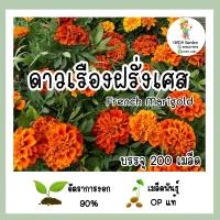 เมล็ดพันธุ์ ดาวเรืองฝรั่งเศส (French Marigold)  จำนวน 200 เมล็ด เมล็ดพันธุ์OPแท้ อัตราการงอกสูง ?