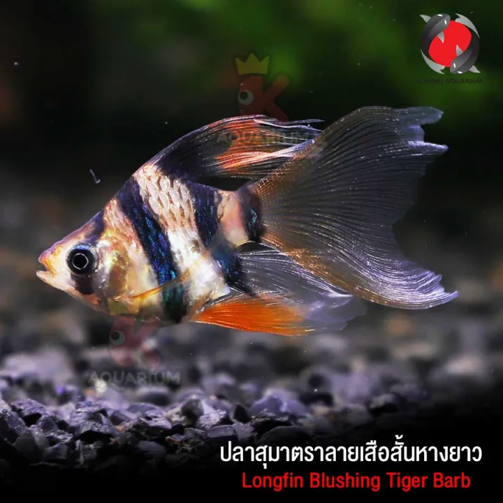 ปลาสุมาตราลายเสือสั้นหางยาว (Longfin Blushing Tiger Barb) ปลาสวยงาม