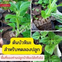 ต้นบัวหิมะ สำหรับทดลองปลูก ต้นละ40บาท3ต้น100บาท