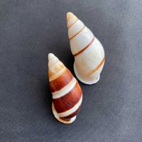 หอยทากบก Land Striped Snail Shell 4cm