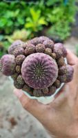 Sulcorebutia rauschii ( ซัลคอรีบูเทีย ) หรือ สตรอว์เบอร์รี่แคคตัส