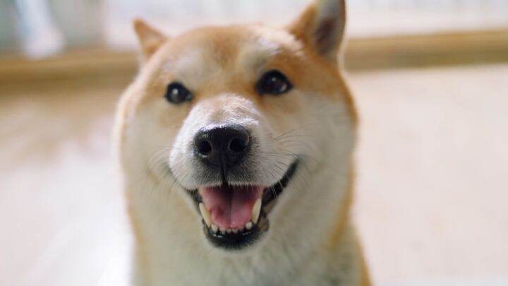 Kitchen Flavor Nature Gourmet Dog Food - 1.5kg | Lazada