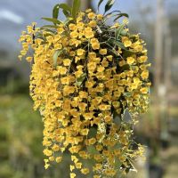 เอื้องผึ้ง Dendrobium lindleyi สีเหลือง กล้วยไม้สวยๆ