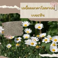 เมล็ดพันธุ์ คาโมมายล์ เยอรมัน 1000 เมล็ด German Chamomile Seed เมล็ดพันธุ์แท้ นำเข้าจากต่างประเทศ ปลูกผัก สวนครัว ถูกดี