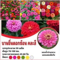 บานชื่นดอกซ้อนคละสี (ชุดละประมาณ 50 เมล็ด)