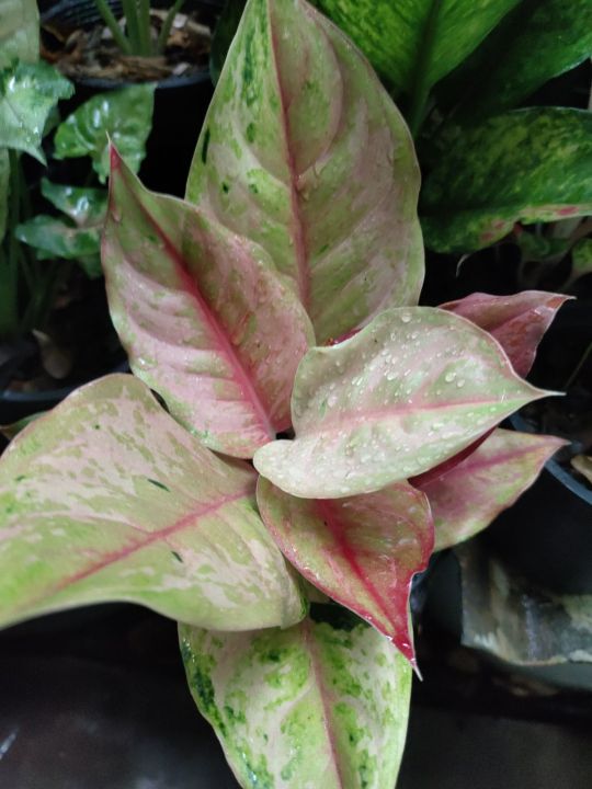 ประกายเพชร-ไม้มงคลในตระกูล-อโกลนีมา-aglaonema-ไม้หายาก-ไม้น่าสะสม-ไม้ฟอกอากาศ-แก้ปัญหาภูมิแพ้-สร้างความสดชื่นสบายตา