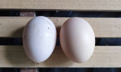 ไข่เชื้อไก่ดำอินโดจีน ดำสะใจ ตัวใหญ่ สำหรับฟักในตู้ฟัก แบบ 2ใบ