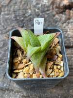 Haworthia Hybird Thailand ขนาดกระถาง 2 นิ้ว จัดส่งทั้งกระถาง รหัส P81-108