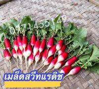 เมล็ดแรดิชเมล็ดสวีทแรดิชผลม่วง 300เมล็ด