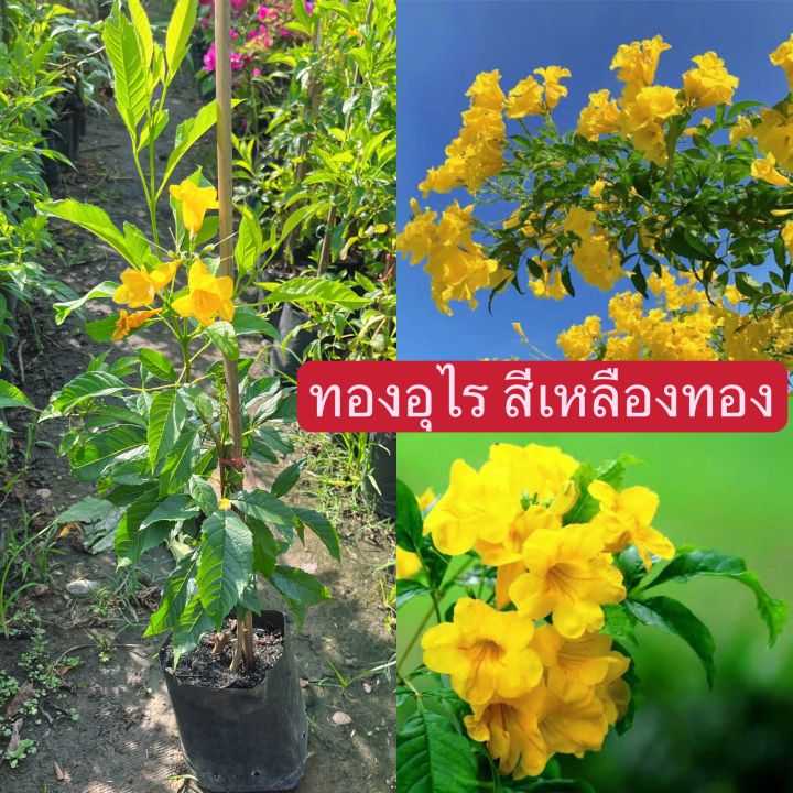 ต้นทองอุไร-สีเหลืองทอง-ดอกสีเหลือง