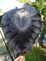 Colocasia black colon แบลคโครอล  ต้นสูง 20 ซม.