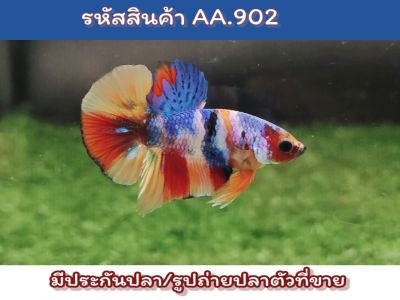 ปลากัดนีโม่ สีสดหลากสี เพศผู้พร้อมรัด เป็นปลารุ่น อายุ3.5เดือน ขนาด1.5ริ้ว