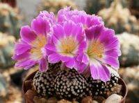 ไม้กราฟแมมลูทิไอ ดอกสวยมาก mammillaria lurthyi