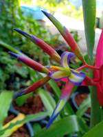 ต้นสับปะรดสี​ (brommeria billergia)​ดอกสวยตามภาพ(1ต้น)