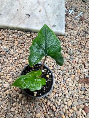 Alocasia Jacklyn (แจ็คลิน)