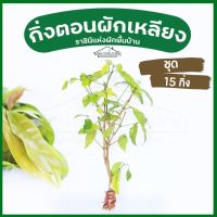 กิ่งตอนผักเหลียงชุด15กิ่ง