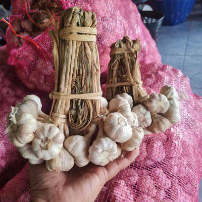 กระเทียมไทยกลีบม่วง 500 กรัม [ครึ่งกิโลกรัม] Thai Garlic : 500 g