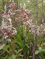 เอื้องพร้าว กล้วยไม้ดินพันธุ์แท้ Phaius tankervilleae