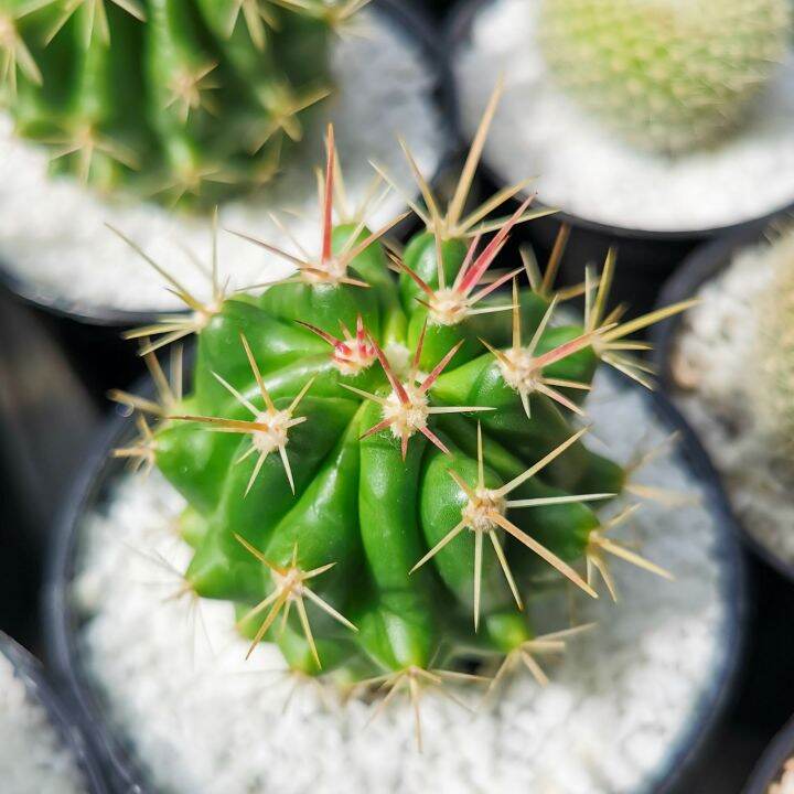 เฟอโรแคคตัส-หนามโหด-ferocactus-pilosus