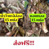 ส่งฟรี!!!! หน่อกล้วยหอมทอง 15 หน่อ | น้ำว้ามะลิอ่อง 15 หน่อ แถมฟรีหอม 5 หน่อ รวมได้รับ 35 หน่อ