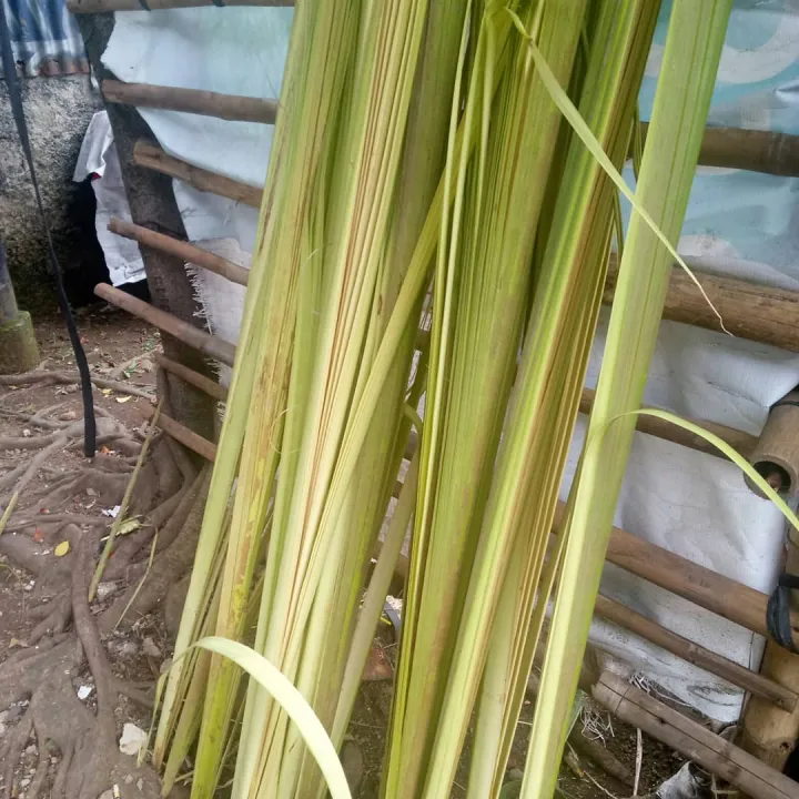 Daun Kelapa Muda Janur Kuning 20 Lembar Lazada Indonesia