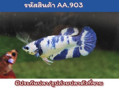 ปลากัดมาเบิ้ลดอท ลายวัว เพศเมียพร้อมรัดไข่แน่นๆ ขนาด1.4 นิ้ว