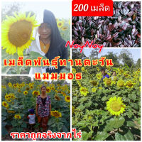 (เมล็ดพันธุ์ทานตะวันอะควอร่า6) จากไร่ ขายถูกแบ่งขาย200เมล็ด ดอกใหญ่