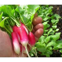 เมล็ดพันธุ์ แรดิสฝรั่งเศส เบรคฟาส (French Breakfast Radish Seed) เรดิชเบรคฟาส บรรจุ 50 เมล็ด