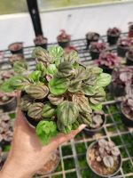 เปปเปอร์ โร เมีย หน้าย่น / Peperomia Caperata ไม้ฟอกอากาศ สีแดงอมม่วง สีเขียว สีเงิน สีน้ำตาล กระถาง4 นิ้ว